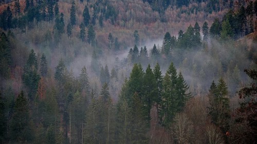 A thick forest covered with fog and mighty conifers with clouds of fog, Frankenwald nature park