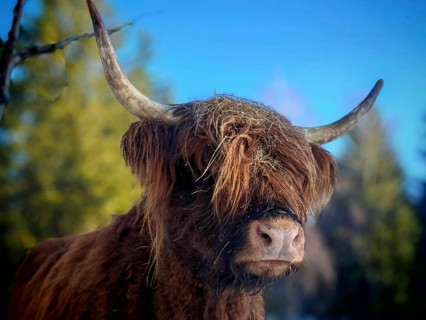 Portrait of a Highland cattle (bos taurus taurus) with horns and brown fur in front of a blue sky,