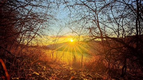 The glowing sunset over a field surrounded by bare trees