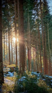 Sunbeams break through tall, densely standing trees in the snow-covered forest. Quiet, idyllic