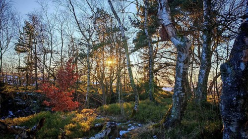 Forest with sunbeams between the birch trees (betula) and bright autumn colours in the sunset,