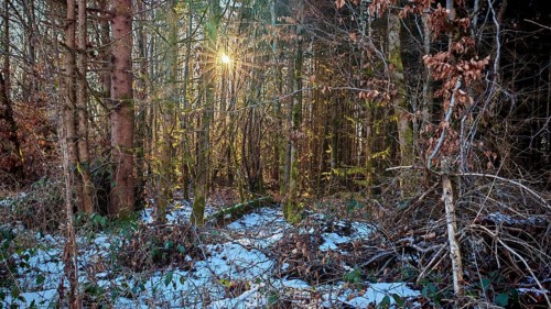 Sun shines through thick, snow-covered forest with lots of branches and twigs. Peace and seclusion,