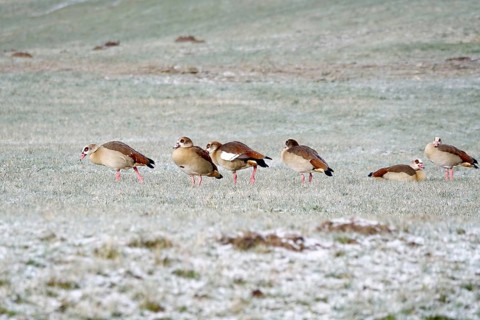Nile geese in a field in winter, Germany