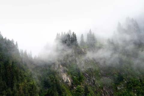 Dense forest on mountain slopes, mystical fog sweeping through the forest, Kenai Fjords National