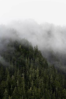 Dense forest on mountain slopes, mystical fog sweeping through the forest, Kenai Fjords National