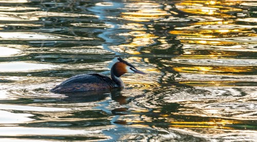Great crested grebe (Podiceps scalloped ribbonfish) swimming in vivid golden light reflections and