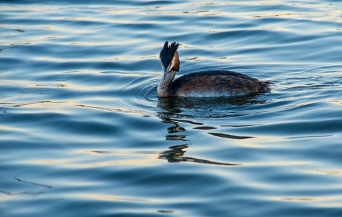 Great Crested Grebe (Podiceps Scalloped ribbonfish) swimming alone in blue and golden shimmering