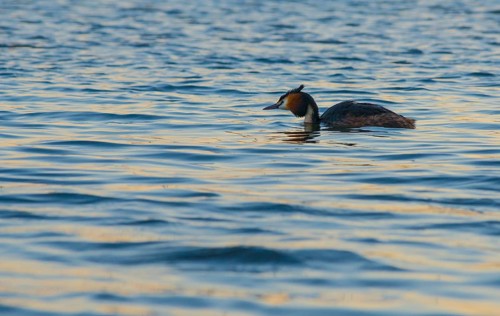 Great Crested Grebe (Podiceps Scalloped ribbonfish) swimming alone in blue and golden shimmering
