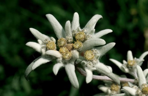 Alpine edelweiss, Leontopodium nivale, plant species from the genus Leontopodium (edelweiss) within