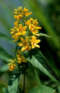 Common yellow willow, Lysimachia vulgaris, also panicle willow or common willow willow, primrose