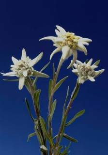 Alpine edelweiss, Leontopodium nivale, plant species from the genus Leontopodium (edelweiss) within
