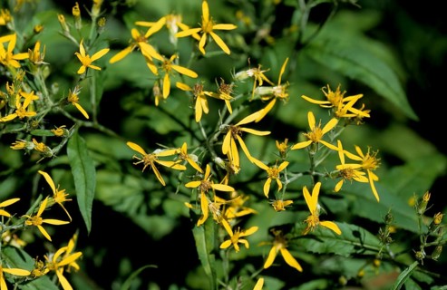 Fox ragwort, fox ragwort, Senecio ovatus, daisy family, in full bloom