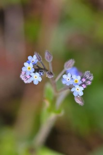 Field forget-me-not, field forget-me-not (Myosotis arvensis), flowers, on a wild field, Wilnsdorf,
