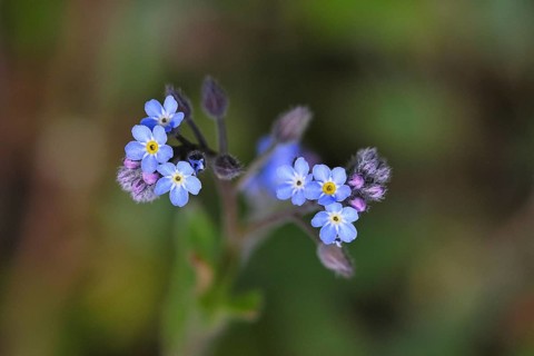 Field forget-me-not, field forget-me-not (Myosotis arvensis), flowers, on a wild field, Wilnsdorf,