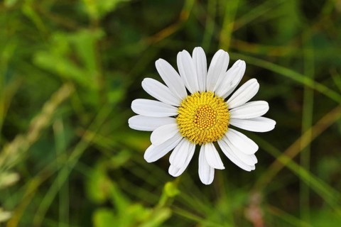 Daisy (Leucanthemum vulgare), flower in a meadow, close-up, macro, Wilnsdorf, North
