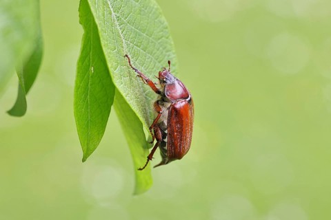 May beetle, wood cockchafer (Melolontha hippocastani), female, on leaf of a willow (Salix caprea),