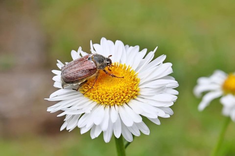 Cockchafer, field cockchafer (Melolontha melolontha), female on a flower of a daisy (Leucanthemum