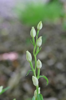 White Helleborine, Pale Helleborine, Cephalanthera damasonium, Orchidaceae, Orchid, Orchidaceae,