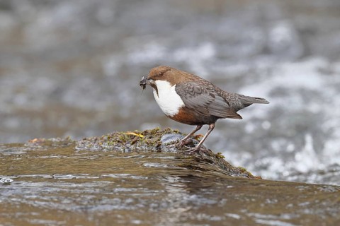 White-throated White-throated Dipper (Cinclus cinclus) standing with prey on a stone in the middle