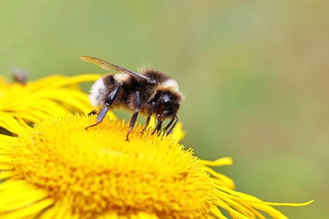 Garden bumblebee (Bombus hortorum), garden bumblebee, collecting nectar on a yellow flower of a