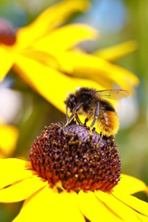 Stone bumblebee (Bombus lapidarius) collecting nectar from a flower of the yellow coneflower