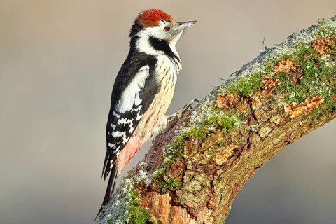Middle spotted woodpecker (Dendrocopos medius) foraging on a tree stump overgrown with moss and