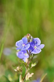 Gamander speedwell (Veronica chamaedrys), men's fritillary, flowers in a deciduous forest, blue