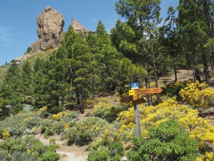 Hiking trail with signs near Roque Nublo, surrounded by pine trees, Gran Canaria, Canary Islands,