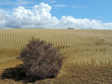 Wide sand dunes with clouds in the sky and a bush in the foreground, dunes of Maspalomas, Gran