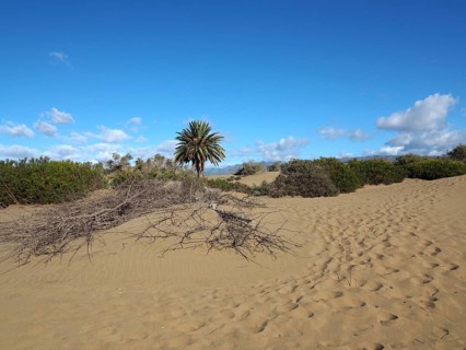 Sand dunes with isolated palm trees and clear skies, desert atmosphere, dunes of Maspalomas, Gran
