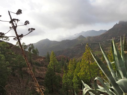 View of hilly landscape with green trees under cloudy sky, Gran Canaria, Canary Islands, Canary