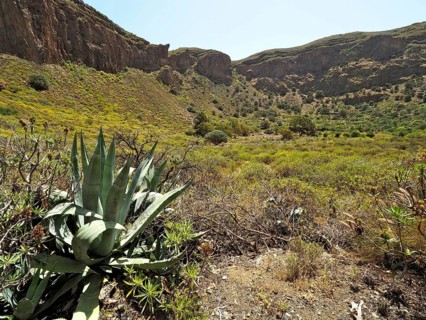 Arid landscape with agaves in the foreground and green valley in the background, Caldera de Bandama