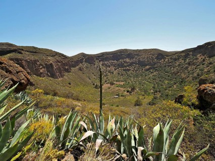 Green valley with agaves and rocks under clear sky, Caldera de Bandama volcanic crater, Gran