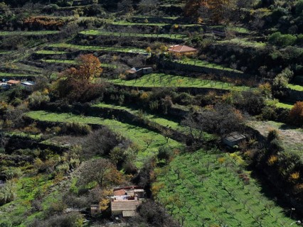 Green terraced fields on hills with some autumn-colored trees, Agaete, Gran Canaria, Canary