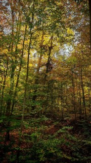 Sunlight falls in the autumn-colored forest with shadows and light effects, Hainich National Park,