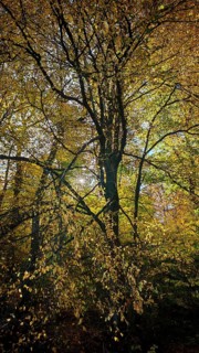 Forest with golden autumn leaves and soft lighting, Rennsteig, Hainich National Park, Thuringian