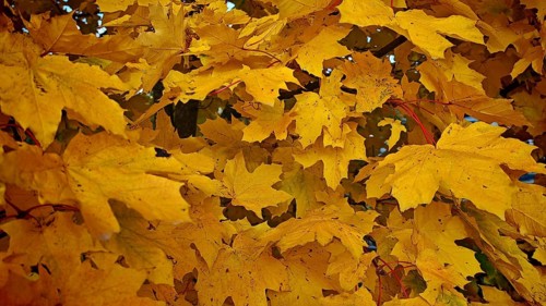 Close-up of bright yellow maple leaves (acer) in autumn, Rennsteig, Franconian Forest nature park