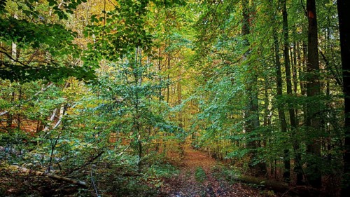 Autumn forest trail surrounded by green trees and foliage, Hainich National Park, Thuringian Forest