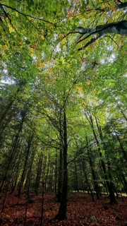 View of an autumnal deciduous forest looking up into the treetops with mostly green leaves and