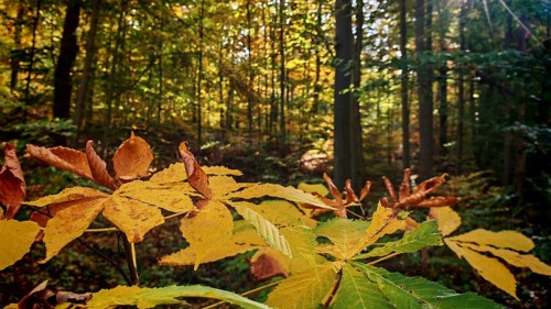 Autumn-colored leaves in the foreground with sunlight falling through the forest, Hainich National