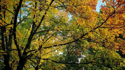 Autumn treetops with colorful leaves, including blue skies visible, Rennsteig, Frankenwald nature