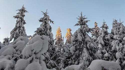 Snow-covered spruce (picea) forest in winter with trees illuminated by the sun, Rennsteig,