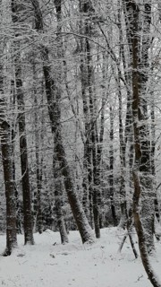 Snowy forest landscape with tall, white trees, quiet and fresh winter atmosphere, Franconian Forest
