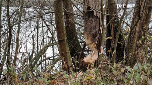 Tree trunks with beaver nibble tracks on the banks of a body of water, Frankenwald nature park Park