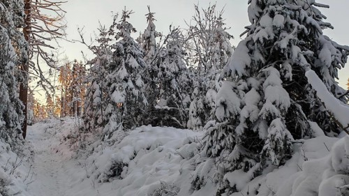 Snow-covered path through dense trees, spruces (picea) in a quiet winter forest at sunset,