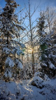 Snow-covered spruce (picea) forest with sunrays shining through the trees, peaceful winter