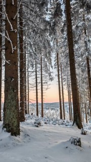 Tall spruce (picea) trees in a snowy forest, sunset in the background, quiet atmosphere, Rennsteig,