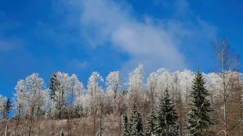 Snowy treetops of a forest against a blue sky, Rennsteig, Thuringian Forest nature park Park