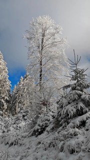 Tall tree covered with snow, surrounded by snow-covered spruces (picea), Rennsteig, Thuringian