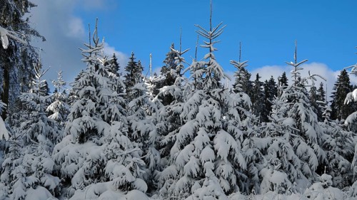 Snow-covered spruce tops (picea) in front of a blue sky, Rennsteig, Thuringian Forest nature park